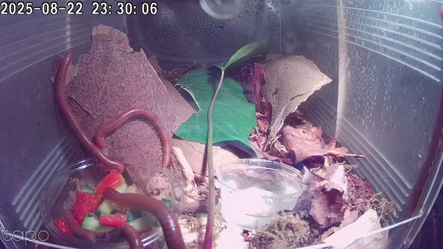 Foto van het insektarium met miljoenpoten, bladeren, boomschors en bakjes met water, paprika en komkommer. 