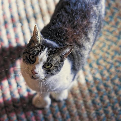 Tabby cat with a white front is standing on a braided rug and looking up at me.