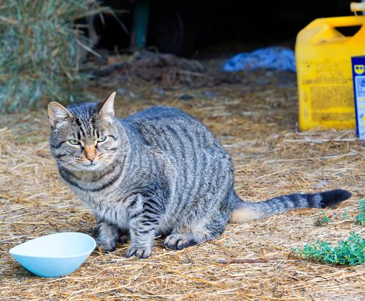 Strongly striped cat with no dilutions has his tail stretched out straight and his eyes narrowed as he stands by a food bowl on a floor covered with straw with a diesel can and hay bales in the background