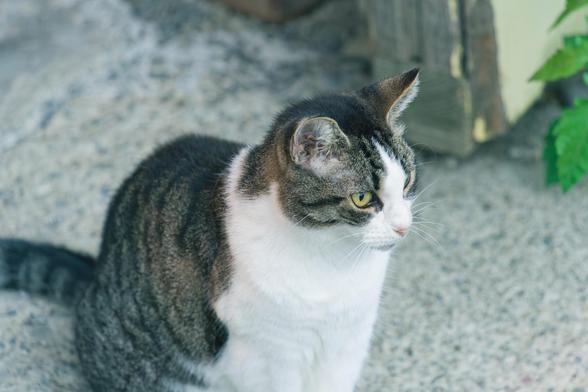 Tabby cat with a white front and greenish yellow eyes is mostly in the frame and looking to the right on a cement slab with the edge of a yellow wall and a few leaves behind
