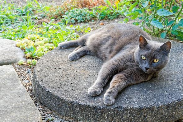 Grey cat rests on its side on a cement circle just big enough to inscribe its feet,  she has her head up and is looking vague in my direction with her hears perked up and behind her is a garden with various small plants