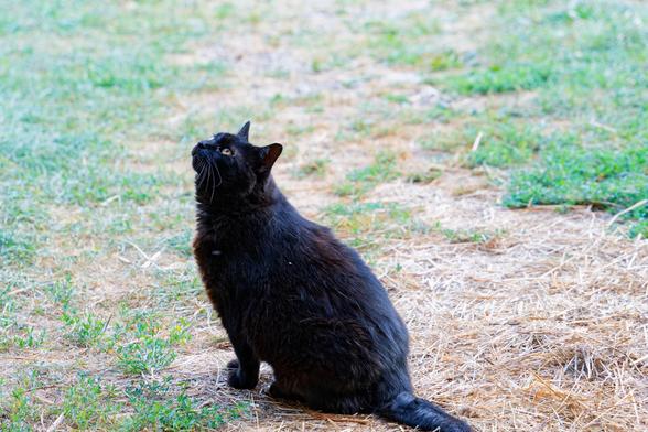Black as night cat,  the kind a witch has as a familiar,  is in the lower half of the frame a little left of center with her tail running off the bottom.  She's sitting on straw with little patches of grass and little herbacious plants poking up