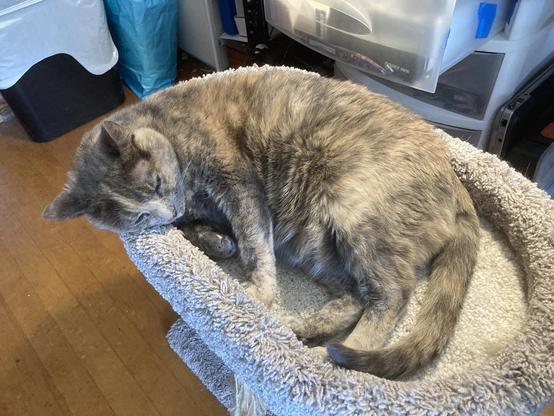 A cat