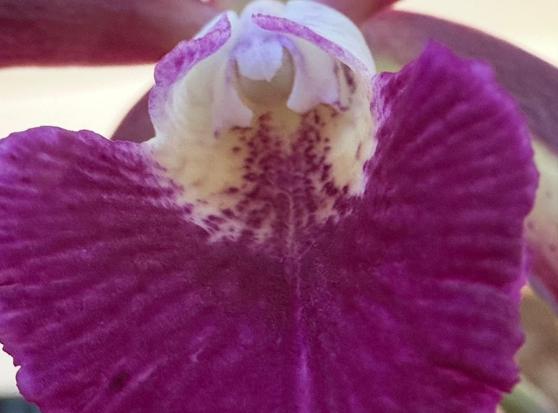 A photo looking into the tubular lip of the orchid. The orchid is a bright, warm purple with small, muted frills. The inside of the lip is pale yellow and white with purple spots.