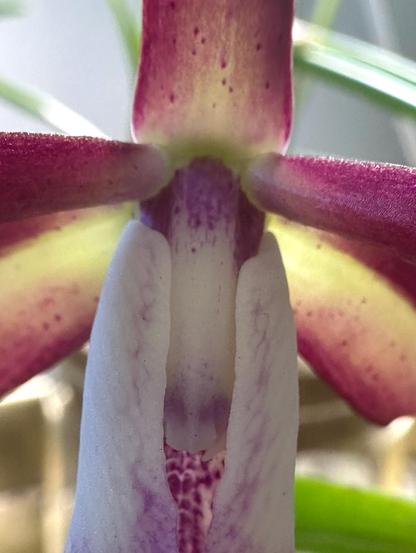 A macro photo of the top of the tubular orchid lip. It is white with purple veining. Warm purple petals and bright green leaves are blurred in the background