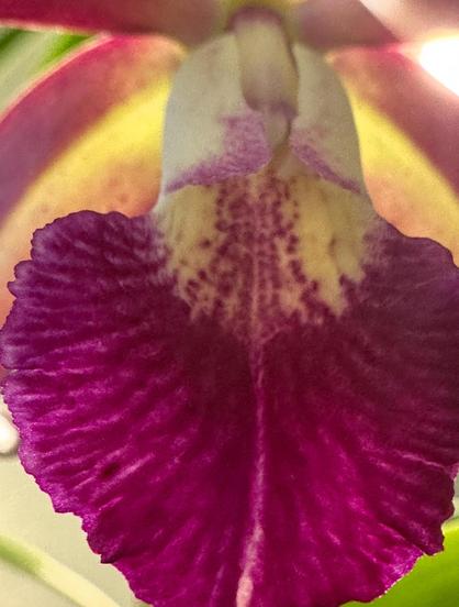 A backlit macro shot of an orchid lip. The bright warm purple frills of the lip are highlighted while green leaves and purple petals are blurred in the background. 