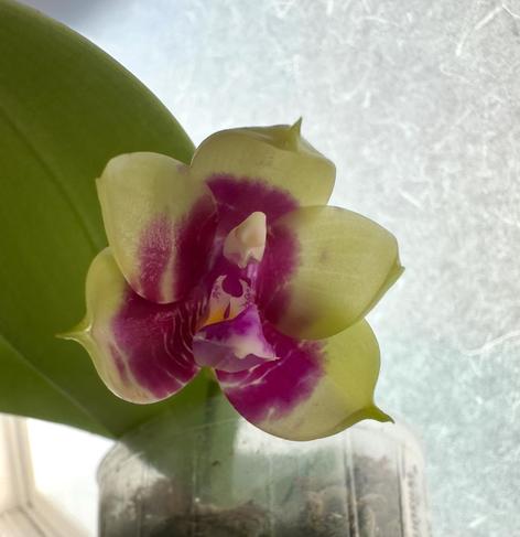 A photo of a small orchid bloom opening. The flower is pale green to cream on the outer parts of the petals, transitioning to splotches of magenta. A frosted window and green leaves can be seen in the background.