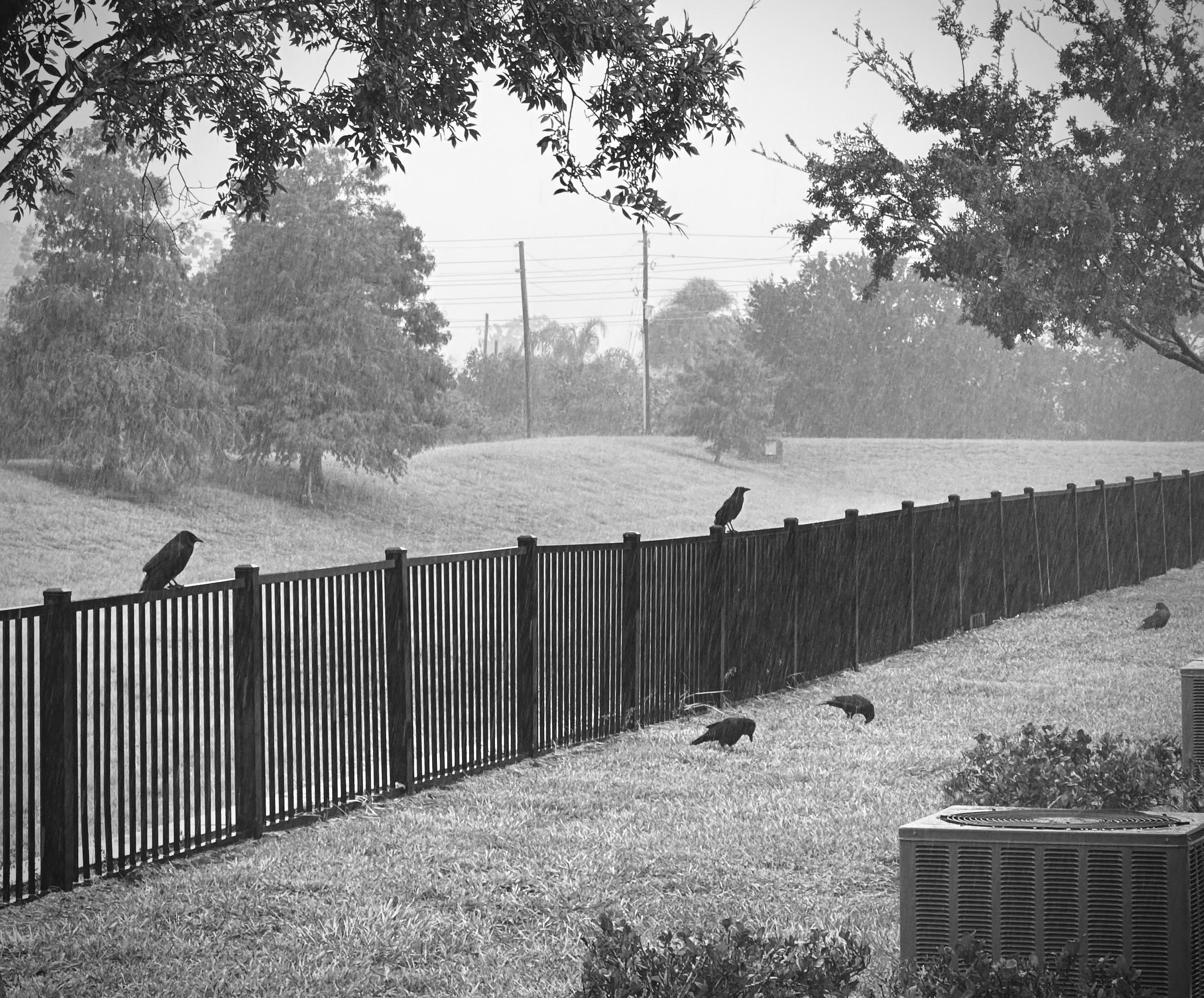 Black and white image. Five crows, two on a black fence, and three in the grass. It's raining. There are trees and grass in the background.  