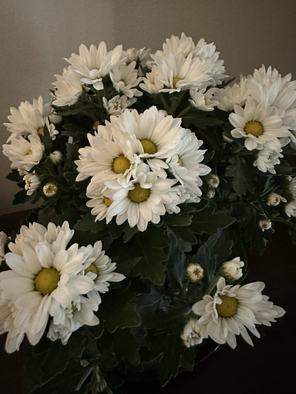 A photo of a cluster of small daisies. White petals with yellow centers and deep green leaves.
