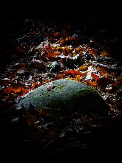 A large rock with green moss on it sits in the forest. Red leaves cover the ground and the sunlight shines down like a spotlight highlighting the rock.