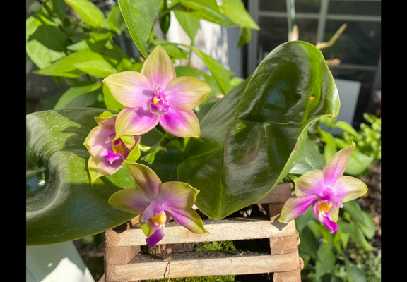 
Auf dem Bild sieht man eine **Phalaenopsis Smiley Prince ‘Wilson’**, eine sehr schöne und auffällige Orchidee.

Hier ist eine detaillierte Beschreibung des Fotos:

* **Blüten:**
  Die Pflanze trägt mehrere sternförmige Blüten, die sich farblich wunderbar abheben. Die Blütenblätter sind an den Spitzen **gelblich-grün**, gehen nach innen in ein **leuchtendes Pink bis Magenta** über und haben ein kräftig gefärbtes **rosa Zentrum**. In der Mitte sieht man die typische **Lippe** (Labellum) der Phalaenopsis, die **hellrosa bis weiß** mit einem kleinen **gelben Akzent** ist – fast wie ein kleiner Farbtupfer, der die ganze Blüte lebendig wirken lässt.

* **Blätter:**
  Die Blätter sind **groß, fleischig, und glänzend dunkelgrün**, typisch für Phalaenopsis. Man sieht deutlich, dass sie sehr gesund sind – sattgrün und ohne Falten.

* **Wuchsform & Umgebung:**
  Die Pflanze sitzt in einem **Holzkorb**, wie man ihn oft für epiphytische Orchideen verwendet. Unten im Korb ist etwas Moos sichtbar. Die Umgebung wirkt hell und grün – offenbar steht die Pflanze an einem geschützten, sonnigen Standort, vermutlich draußen oder in einem Wintergarten.

Insgesamt zeigt das Bild eine **sehr gepflegte, kräftige Pflanze** in voller Blüte, die ihre außergewöhnlich schönen Farben im Sonnenlicht perfekt zur Geltung bringt. 🌸