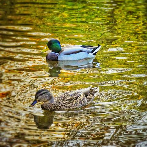 Zwei Enten mit buntem Gefieder schwimmen im Wasser, mit etwas Abstand zueinander aber dennoch in gleicher Richtung und auf gleicher Höhe.
Im Wasser spiegeln sich Grün- und Gelbtöne, es ist eine warme, sonnige Lichtstimmung.