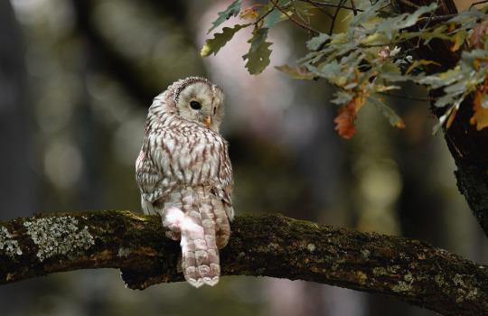 An owl on a branch.