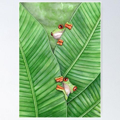 Aquarelle représentant 2 rainettes aux yeux rouges, cachées derrière des feuilles de bananier.
