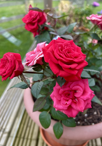 Rose