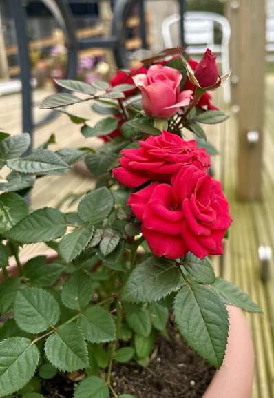 Rose