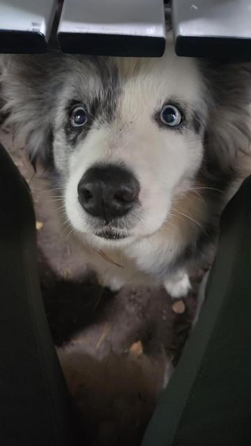 Merle-farbener  Border Collie guckt unter dem Tisch nach oben zu mir.