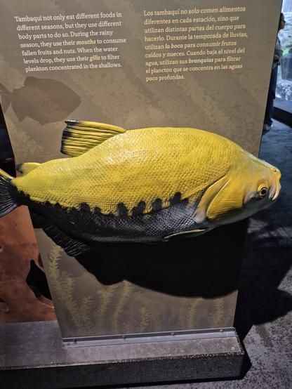 #Tambaqui not only eat different foods in different seasons, but they use different body parts to do so. During the rainy season, they use their mouths to consume fallen fruits and nuts. When the water levels drop, they use their gills to filter plankton concentrated in the shallows.