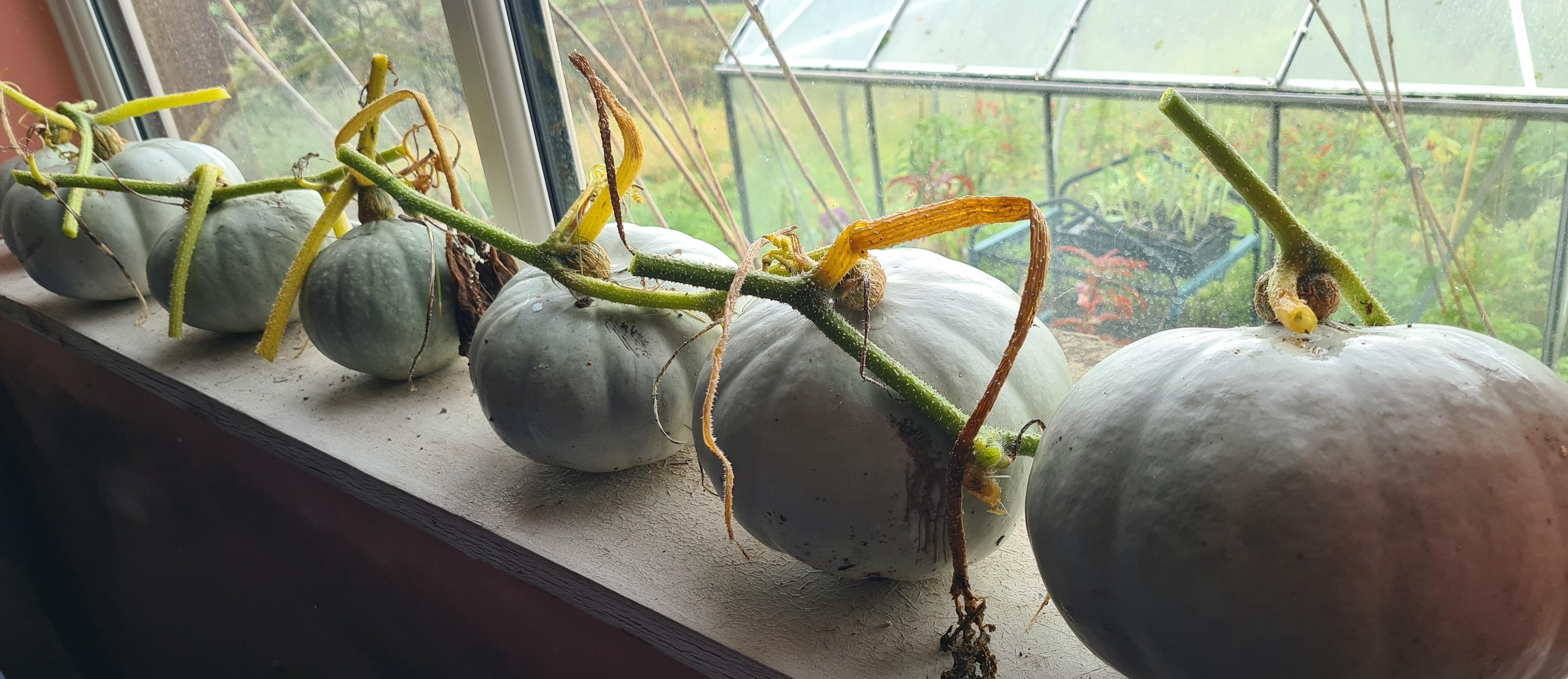 7 round winter squashes - like pumpkins but with grey skin - sitting in a row on a windowsill. Outside the window, there is a greenhouse, with assorted greenery inside.