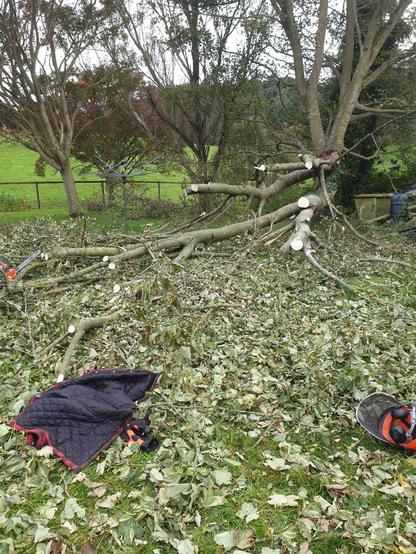A fallen tree mostly lumberjacked into submission.