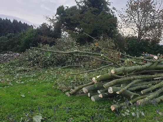 Piles of branches, one stripped and ready for logging, another that needs more work.