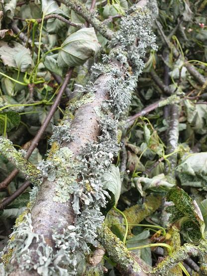 Some lichen growing on a tree branch