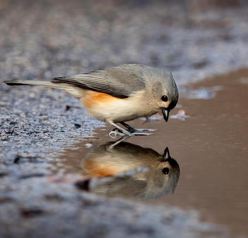 A tufted titmouse gazes at its reflection in a pond after a rainfall
