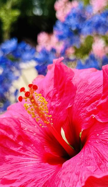 rote Blumenblüten mit gelbem und roten Stempel. 