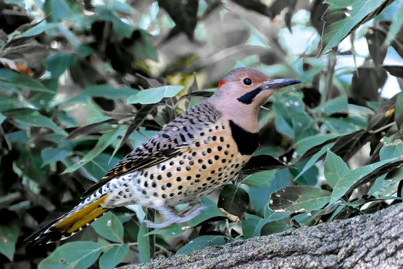 The Northern Flicker. This colourful member of the woodpecker family recently visited my pond. They are tree nesters and feed on the ground. Their favorite meal is ants. 