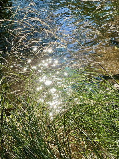 Reflets scintillants du soleil sur l’eau à travers herbes et graminées 