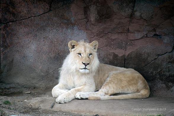 A young white lion, with the mere beginning of a mane, is reclining in a man-mad stone den, looking relaxed.