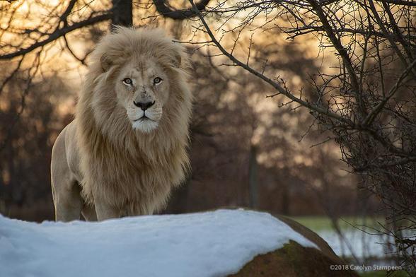 A magestic white lion, with magnificent mane, is standing atop his heated stone den that is covered in snow.  The setting sun behind him is giving a warm glow to the image. 