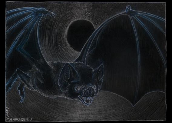 Pencil sketch of a bat, digitally altered to be white lines over black with hints of blue on the bat. The tunnel is shaded with white.