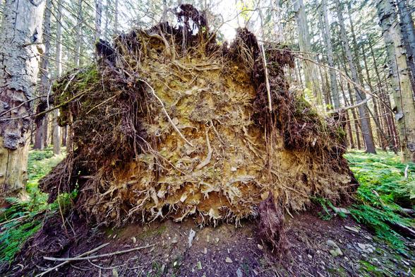 A tree's root system is visible in a hunk of dirt that was ripped free of the forest flow,  below it can be found mud and rocks,  around it ferns, and behind it numerous evergreen trees that were planted too close and went straight up
