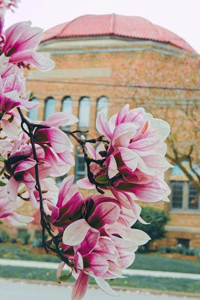 A branch heavy with purple-white magnoila branches enters the scene from the upper left,  across a street can be seen a beige brick building with a reddish dome that is just a little bit crooked.