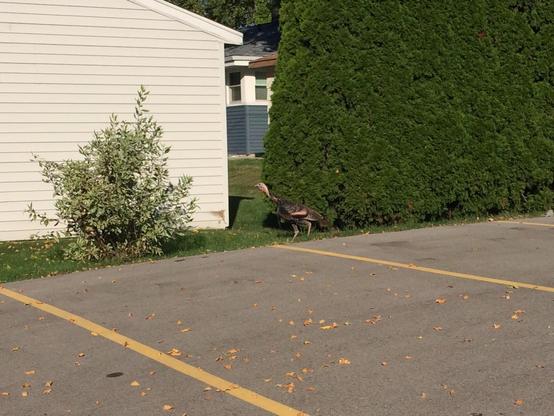 A turkey.
