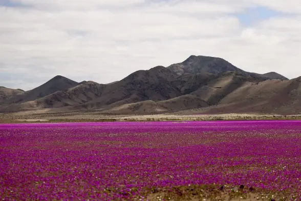 Purple wildflowers carpet Atacama Desert.