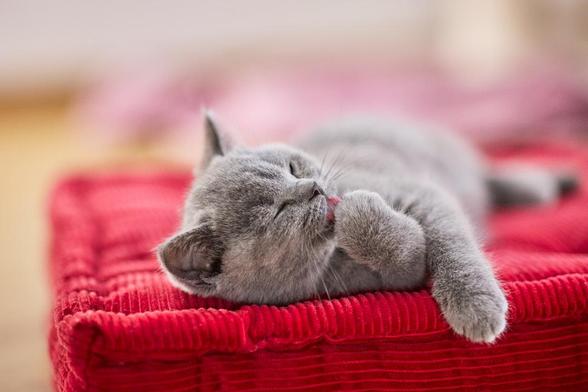 Junge Britisch Kurzhaar Katzen liegt auf einem Kissen und lekt sich die Pfote.