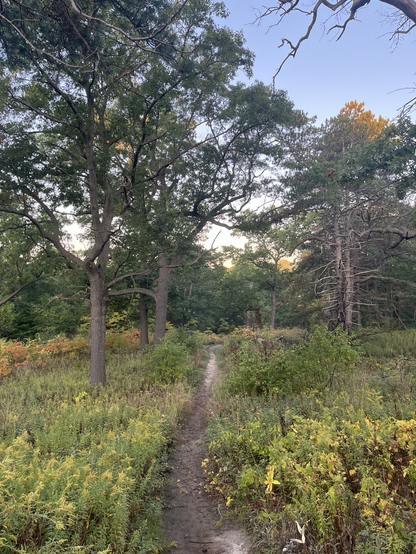 Trees in the morning