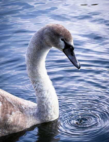 Ein junger Schwan mit grauweißem Gefieder gleitet ruhig über das Wasser. Lichtreflexe betonen Kopf und Hals, das Wasser ist leicht bewegt.
