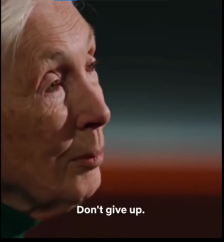 Screenshot from Jane-Godall-interview. The subtitle says: Don't give up.