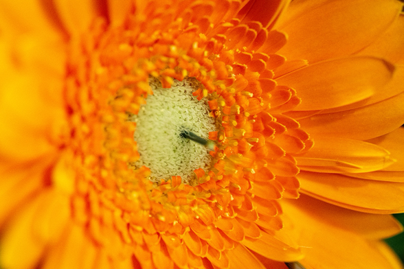 Makroaufnahme einer orangen Gerberablüte. 