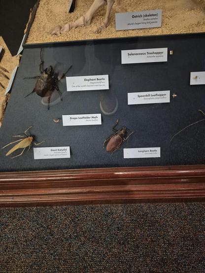 #longhornbeetles (Cerambycidae), also known as long-horned or longicorns (whose larvae are often referred to as roundheaded borers), are a large family of beetles, with over 35,000 species described.[2