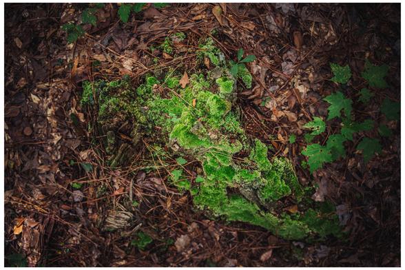 a tree that has been cut down covered in new life. Moss, fungi, and lichen spring out of the dead wood. 
