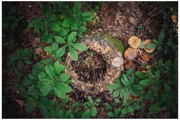 a tree that has been cut down covered in new life. Moss, fungi, and lichen spring out of the dead wood. 