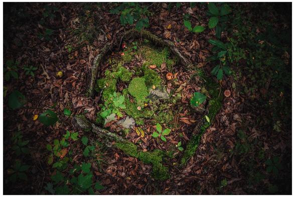 a tree that has been cut down covered in new life. Moss, fungi, and lichen spring out of the dead wood. 