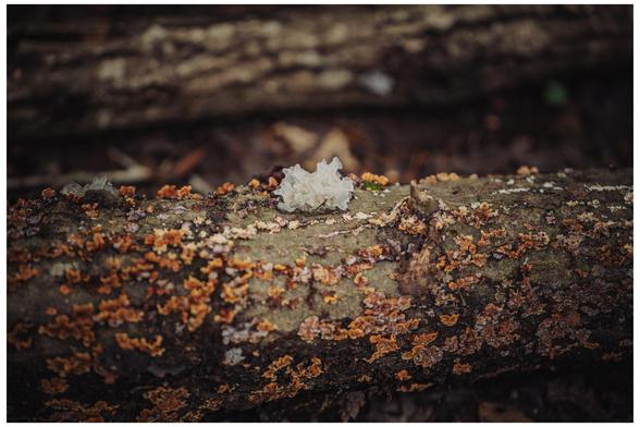 A tuft of Snow Mushroom growing on the side of a fallen tree. 