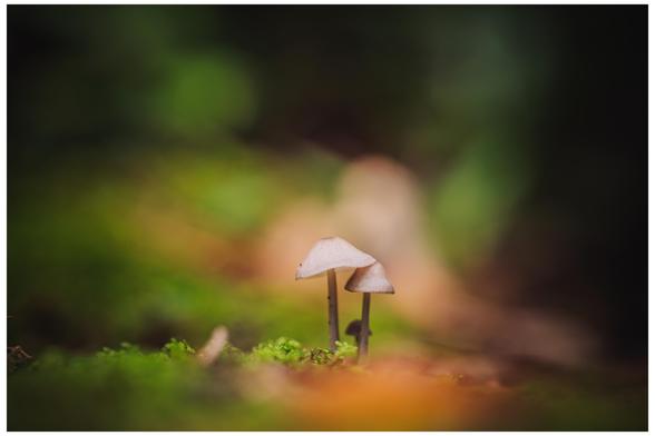 A pair of small, delicate mushrooms, growing in a bed of moss. 
