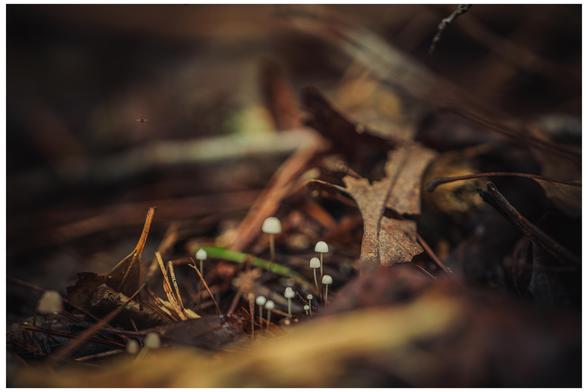 A small cluster of Owingsia Umbellifera growing in the leaf litter on the forest floor.