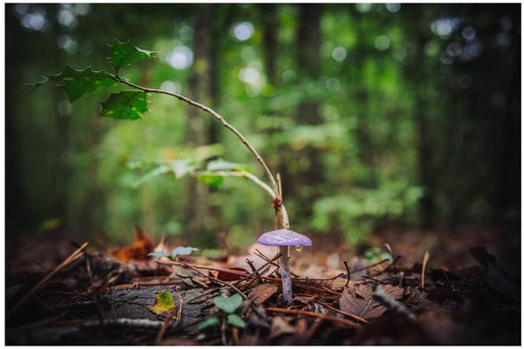 A lone Violet Cort mushroom with a water droplet hanging from its cap. 
